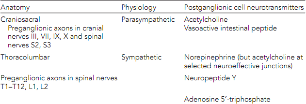 1990_Autonomic nervous system (ANS).png
